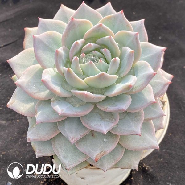 Echeveria Blue Bird - Image 2