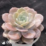 Echeveria Black Tea - Image 2