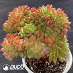 Echeveria Little Lantern Cristata - Image 2