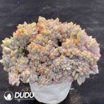 Echeveria Brave Cristata - Image 2