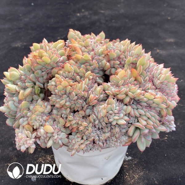 Echeveria Brave Cristata - Image 2