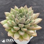 Echeveria Red Ivory - Image 2