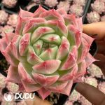 Echeveria Little Peach Yao - Image 2