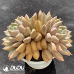 Echeveria Red Ivory Double Heads - Image 2
