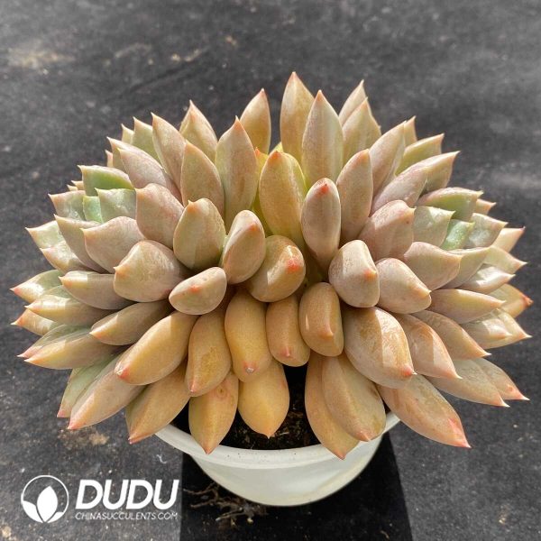 Echeveria Red Ivory Double Heads - Image 2