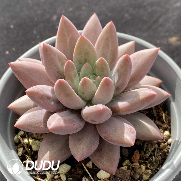 Pachyphytum Red Dragonfly - Image 2