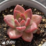 Echeveria Mist Bubble - Image 2