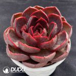Echeveria Red Light - Image 2