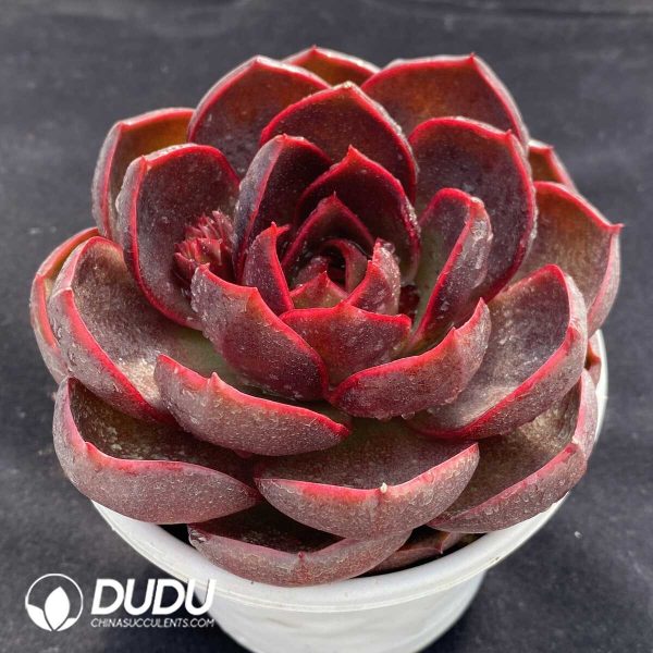 Echeveria Red Light - Image 2