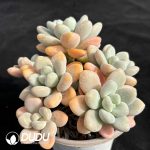 Graptopetalum Perfume Miul Cluster - Image 2