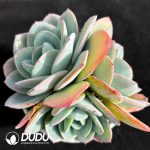 Echeveria Brinks Blue Cluster - Image 2