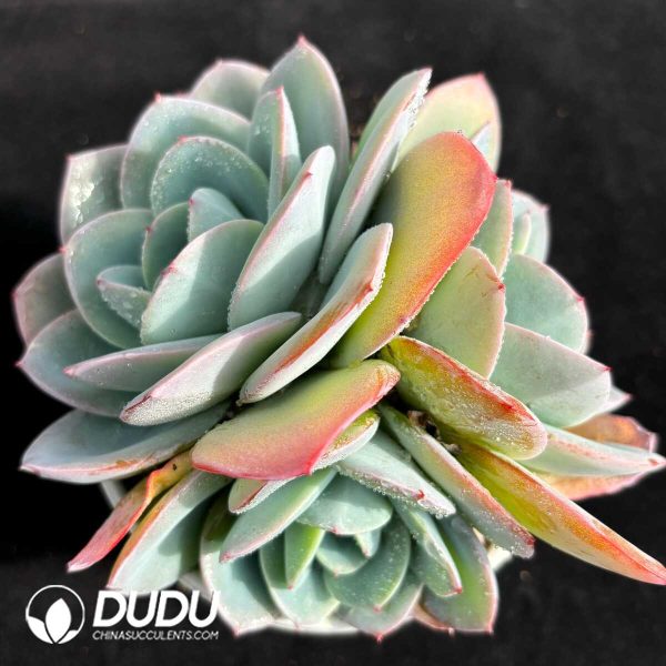 Echeveria Brinks Blue Cluster - Image 2