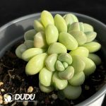 Graptopetalum Bubble Gum - Image 2