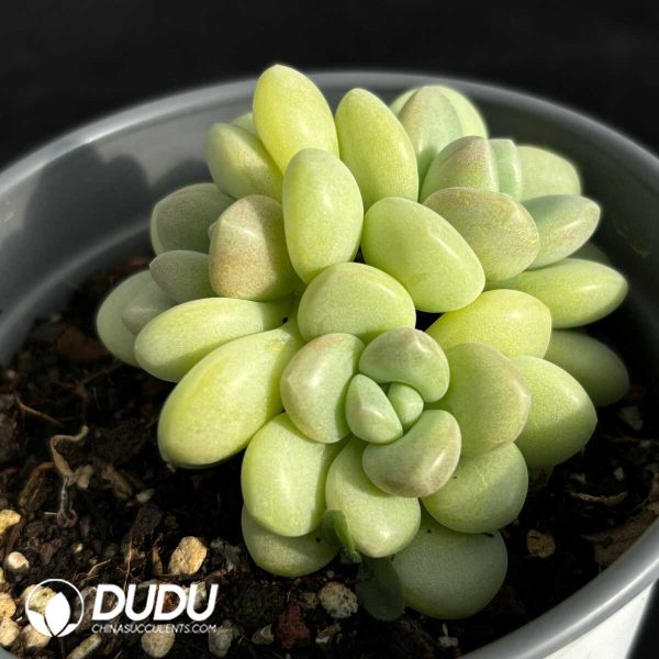 Graptopetalum Bubble Gum - Image 2