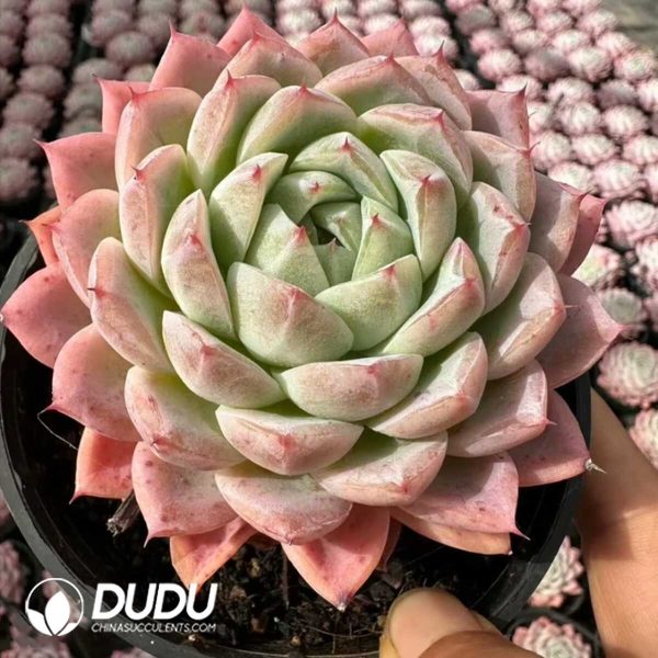 Echeveria Big Peach Yao - Image 2