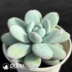Pachyphytum Snow Beauty - Image 2
