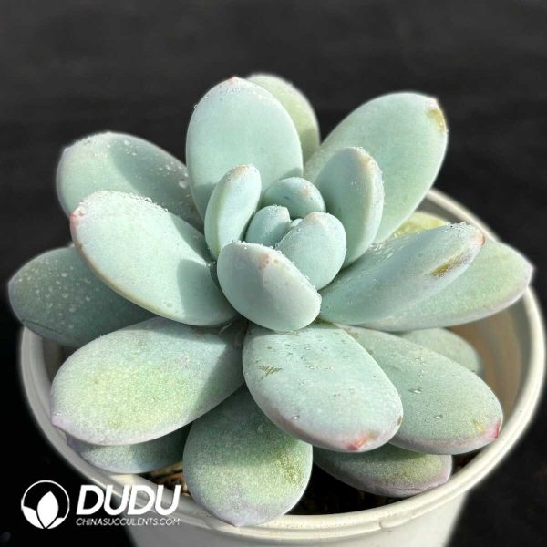 Pachyphytum Snow Beauty - Image 2