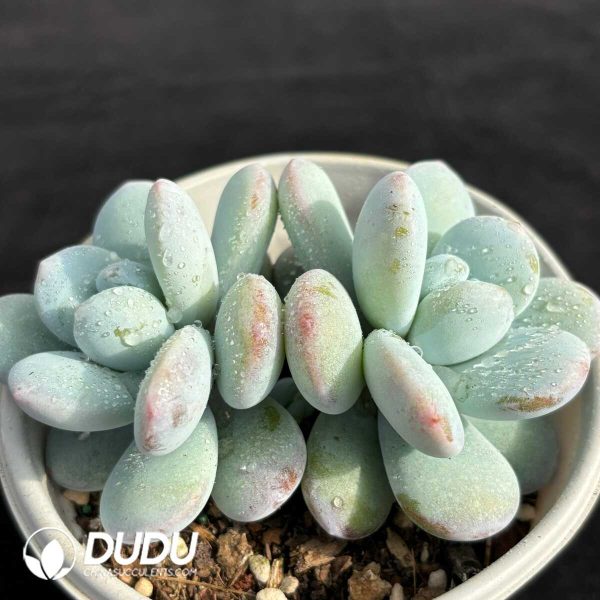 Pachyphytum Snow Beauty Double Heads - Image 2