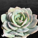 Echeveria Domestic Milk Tea - Image 2