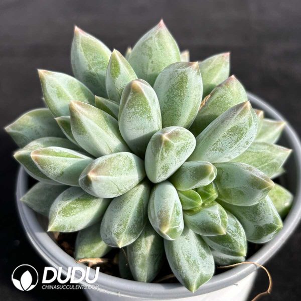 Pachyphytum Chonglou - Image 2
