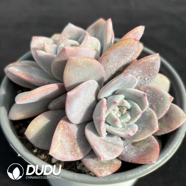 Echeveria Black Tea Double Heads - Image 2