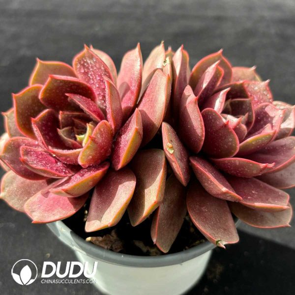 Echeveria Red Light Double Heads - Image 2
