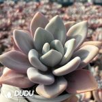 Graptoveria Pink Rabbit - Image 2