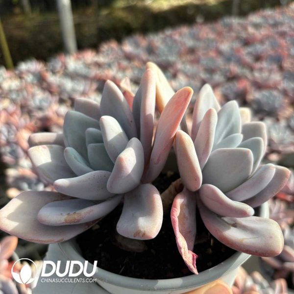 Graptoveria Pink Rabbit Double Heads - Image 2