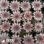 Echeveria Xuannian - Image 2