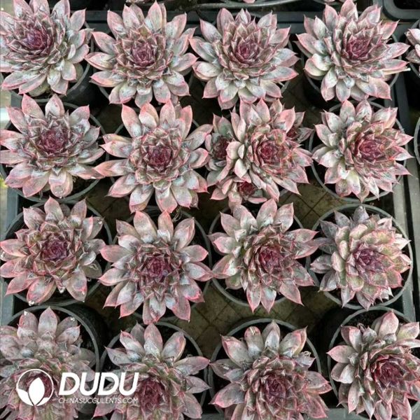 Echeveria Xuannian - Image 2