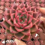 Echeveria Red Hedgehog - Image 2