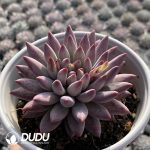 Pachyphytum Cherry - Image 2