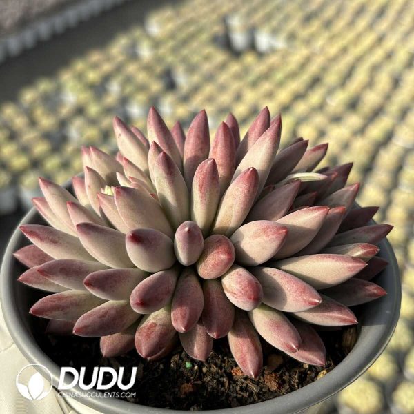 Pachyphytum Cherry Double Heads - Image 2