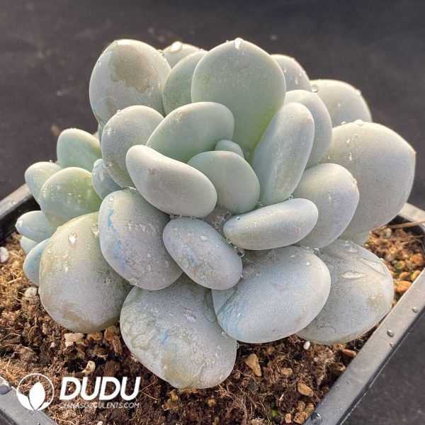 Pachyphytum oviferum cv. Tsukibijin - Image 2
