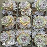 Echeveria La Mer Clustering - Image 2
