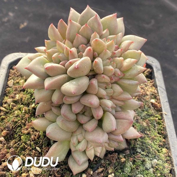 Echeveria Ivory Clustering - Image 2