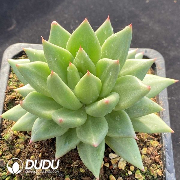 Echeveria Blue Moon - Image 2