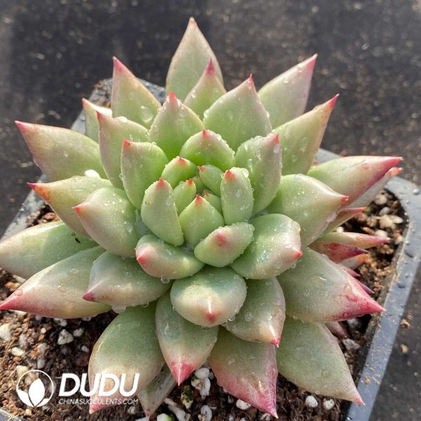 Echeveria Red Peacock - Image 2
