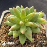 Pachyphytum Compactum - Image 2