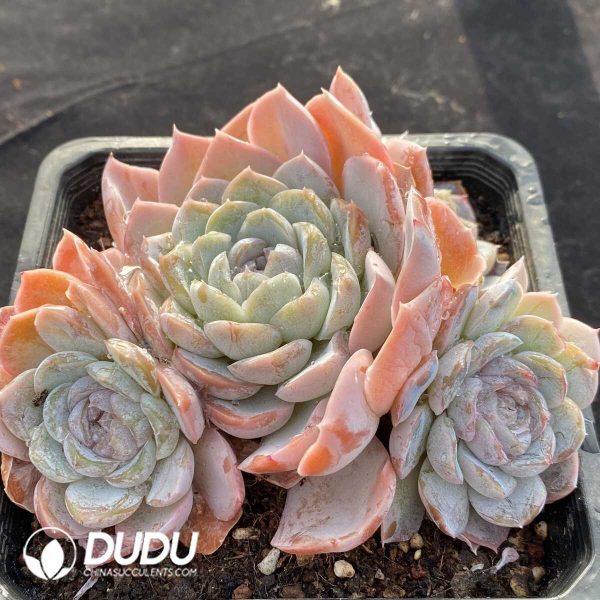 Echeveria Fat Tiger Clustering - Image 2