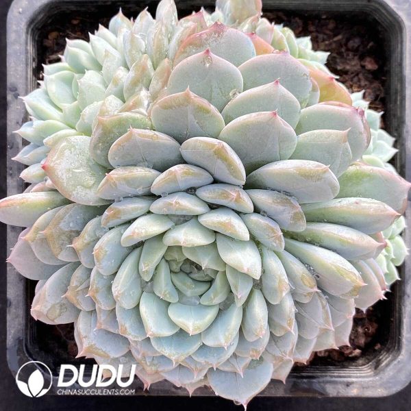 Echeveria Ice Face Clustering - Image 2