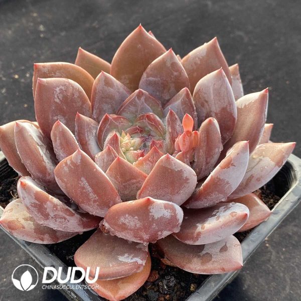 Echeveria Australia Orange - Image 2