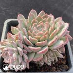 Echeveria Qiongjiang Clustering - Image 2
