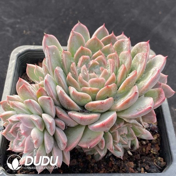 Echeveria Qiongjiang Clustering - Image 2