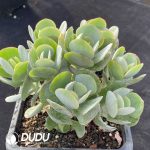 Cotyledon orbiculata Hakubi - Image 2