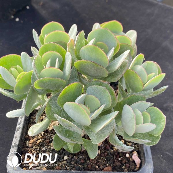 Cotyledon orbiculata Hakubi - Image 2