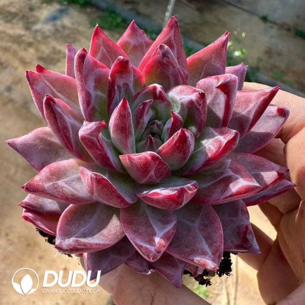 Echeveria First Love - Image 2