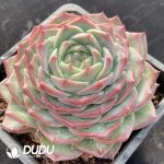 Echeveria Ice Soul - Image 2