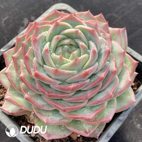 Echeveria Ice Soul - Image 2