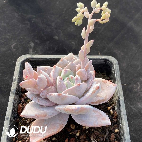 Echeveria Black Tea - Image 2